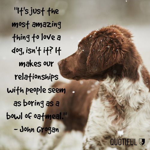 National Dog Day Quotes ShortQuotes.cc